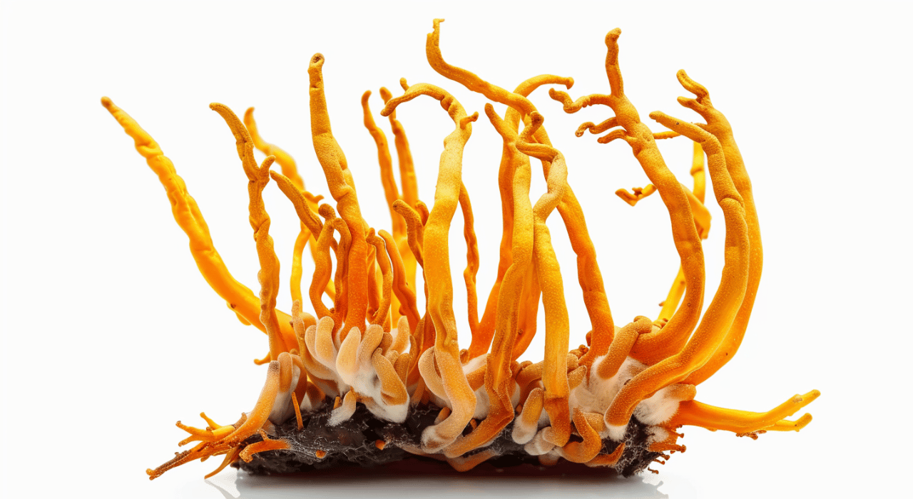 Cordyceps